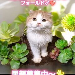 10/6(日)譲渡会。生後4ヵ月スコティッシュフォールド♂レッド...