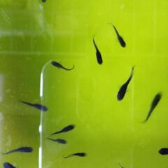 メダカ  黒蜂 (黄ヒレ)   30匹の画像