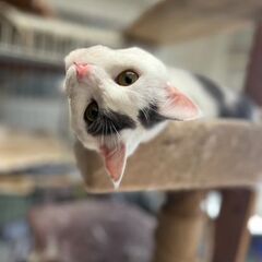 とっても！甘えん坊で膝のり、抱っこも大好き🍀