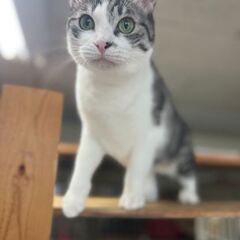 とても飼いやすい子なので単身者、高齢者可です。