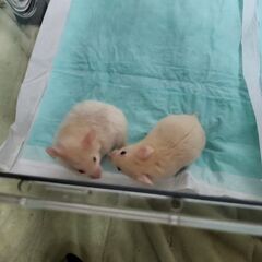 生後1ヵ月と少しのゴールデンハムスター　サテン