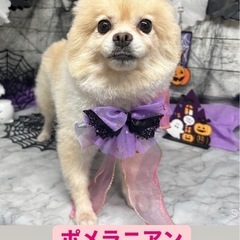 9月29日ららん藤岡里親譲渡会