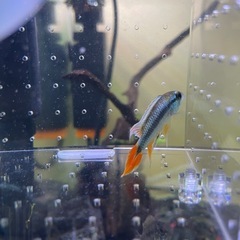 アピストグラマ　ブルーフレーム　 オス1匹 の画像