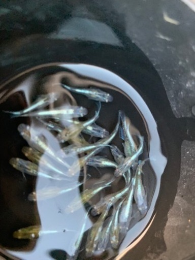 蒼玉エボリューション　メダカ　めだか