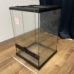クレステッドゲッコーの中古が安い！激安で譲ります・無料で