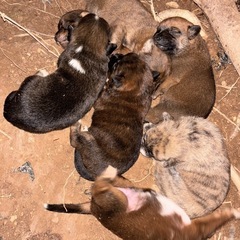 琉球犬及び沖縄犬仔犬(受付終了)