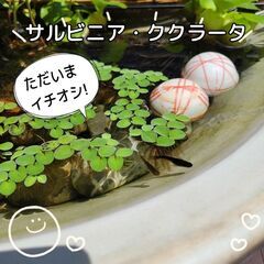 【無農薬🌿ビニール袋いっぱい】個人的に今イチオシ★サルビニア・ククラータ🉐数量限定🌿🉐の画像