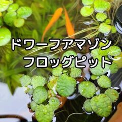 【残り1名様限定になりました🌿20株以上お入れします】ドワーフアマゾンフロッグピット🉐数量限定🌿🉐の画像