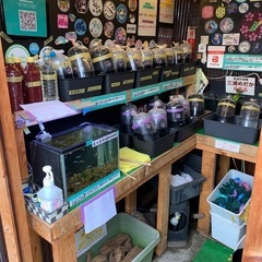 【五桜メダカ】 9月29日　29日ミックス10匹500円　横須賀...
