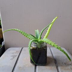 多肉植物 その129