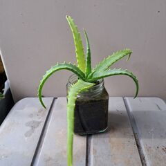 多肉植物 その129の画像