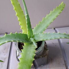 多肉植物 その129の画像