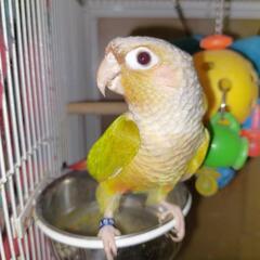ウロコインコです。