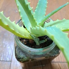 多肉植物 その129の画像