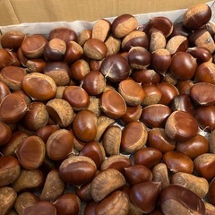 生栗　1.3キロ　50粒はあると思います