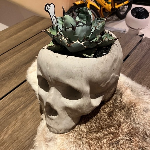 アガベ　ブラックアンドブルー　スカル鉢付き