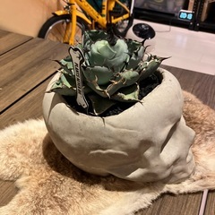 アガベ　ブラックアンドブルー　スカル鉢付きの画像