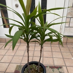 ドラセナ2  　2本立ち　観葉植物の画像