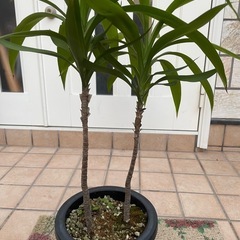 ドラセナ2  　2本立ち　観葉植物の画像