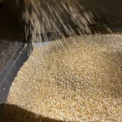 令和4年　コシヒカリ玄米１０キロ　精米してお渡し！