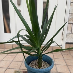 ユッカ1 観葉植物の画像