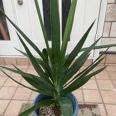 ユッカ1 観葉植物の画像