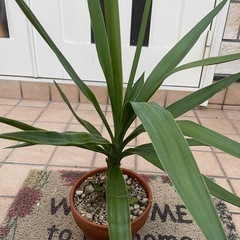 ユッカ2 観葉植物