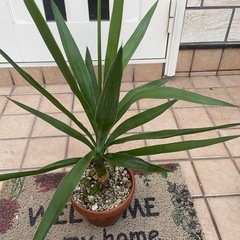 ユッカ2 観葉植物の画像