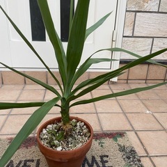 ユッカ2 観葉植物の画像