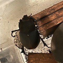 ヘラクレス　メス