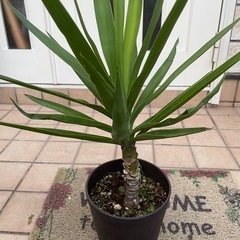 ユッカ3 観葉植物
