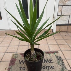 ユッカ3 観葉植物の画像