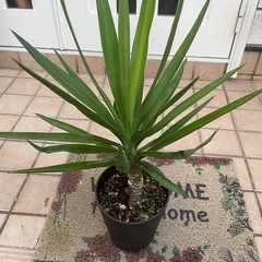 ユッカ3 観葉植物の画像