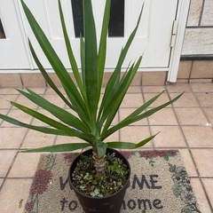 ユッカ4 観葉植物の画像