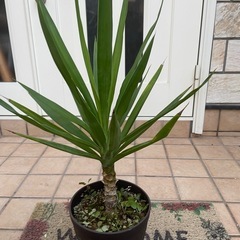 ユッカ4 観葉植物の画像