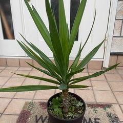 ユッカ4 観葉植物