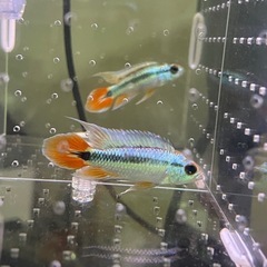 アピストグラマ　ブルーフレーム　 オス1匹 の画像