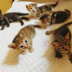 子猫の里親募集 - 猫