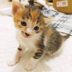 子猫の里親募集 − 京都府