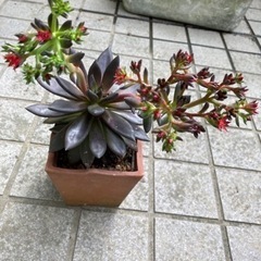 エケベリア