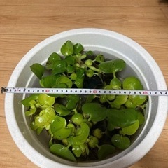 【水草】ホテイ草《無農薬》