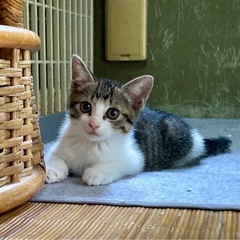 懐っこいキジシロ男の子　つきくん