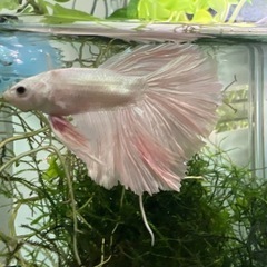 ベタ　プラチナホワイトハーフムーン　オス　若魚1匹の画像