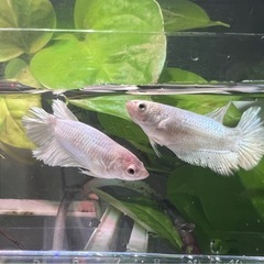 ベタ　プラチナホワイトハーフムーン　オス　若魚1匹の画像