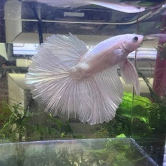 ベタ　プラチナホワイトハーフムーン　オス　若魚1匹の画像