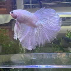 ベタ　プラチナホワイトハーフムーン　オス　若魚1匹の画像