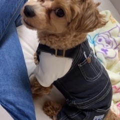 愛犬達の集まり