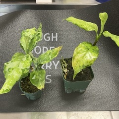 アグラオネマ ピクタム
