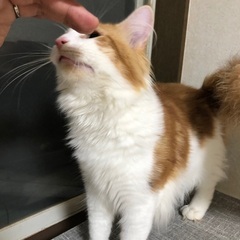 【問い合わせストップ中】ノルウェージャンフォレストキャット男の子...