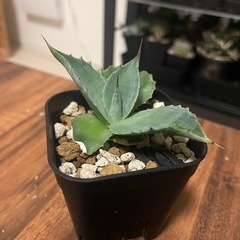 アガベ　実生　観葉植物　多肉植物①